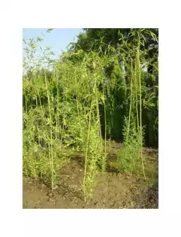 Bambus - Phyllostachys...