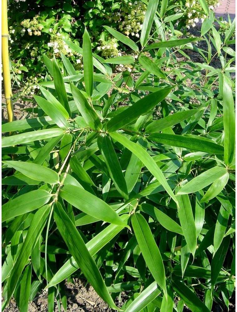 Bambus karłowaty -...
