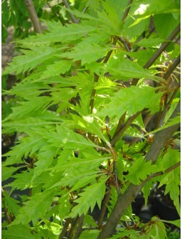 Buk pospolity Asplenifolia