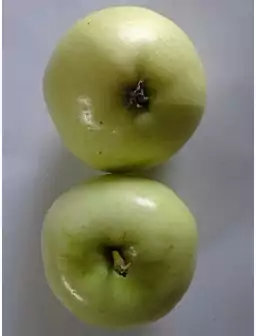 Jabłoń OLIWKA ŻÓŁTA