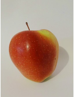 Jabłoń GLOSTER