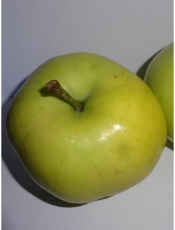 Jabłoń ANTONÓWKA