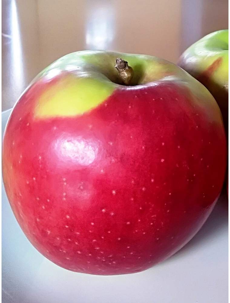 Jabłoń LIGOL