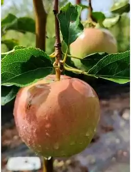 Jabłoń PIROS