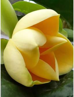 Magnolia HONEY TULIP