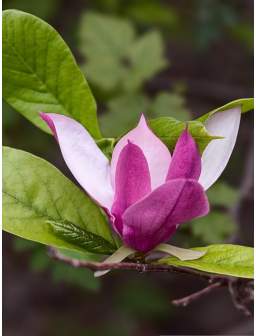 Magnolia pośrednia OLD PORT