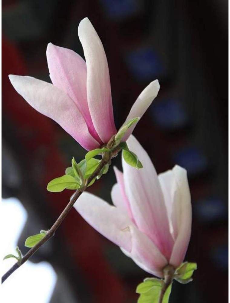Magnolia FULL ECLIPSE
