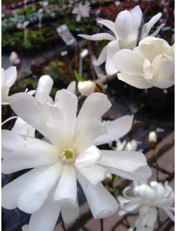 Magnolia gwiaździsta STELLATA