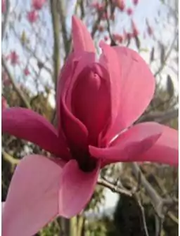 Magnolia GALAXY (3l)