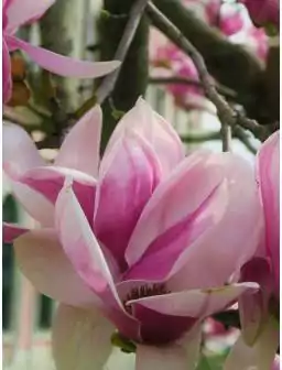 Magnolia pośrednia VERBANICA