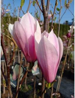 Magnolia pośrednia AMABILIS - na pniu