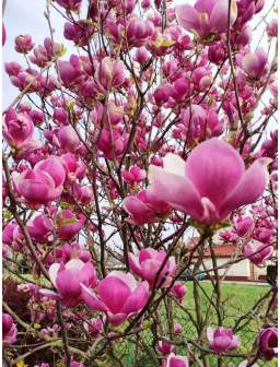 Magnolia pośrednia RUSTICA...
