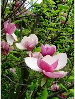 Magnolia pośrednia LENNEI