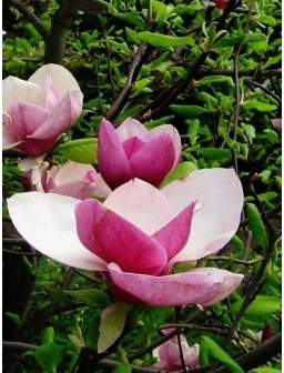 Magnolia pośrednia LENNEI (5l)