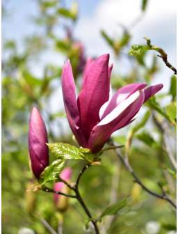 Magnolia purpurowa NIGRA -...
