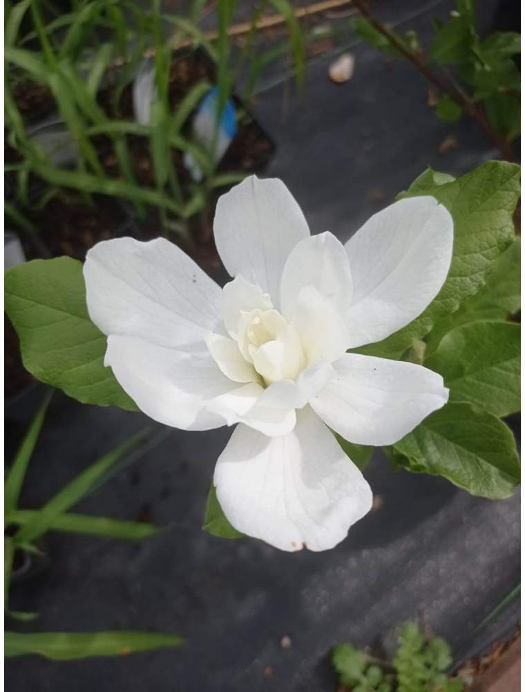 Magnolia Loebnera WILDCAT