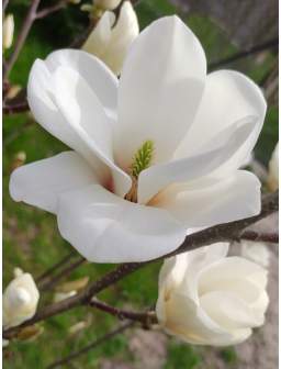 Magnolia pośrednia LENNEI ALBA
