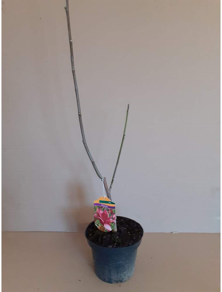 Magnolia VULCAN