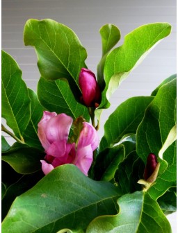Magnolia ANN [5l]