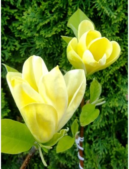 Magnolia brooklińska...