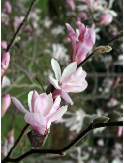 Magnolia Loebnera LEONARD...