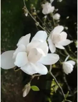 Magnolia Loebnera MERRILL