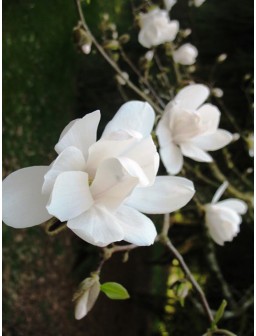 Magnolia Loebnera MERRILL...
