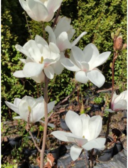 Magnolia pośrednia ALBA...