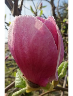 Magnolia pośrednia PICTURE...