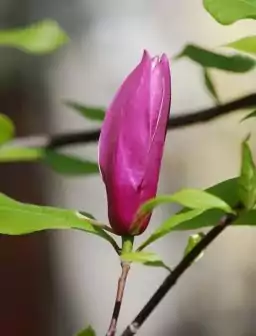 Magnolia RICKI