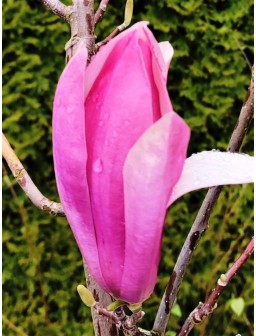 Magnolia ROYAL CROWN