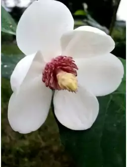 Magnolia SIEBOLDA