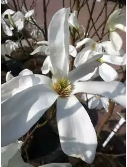 Magnolia WADA’S MEMORY (7,5l)