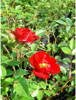Róża miniature RED