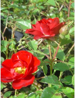 Róża okrywowa CZERWONA