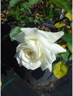 Róża wielkokwiatowa CHOPIN