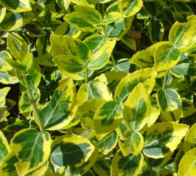 Trzmielina żółta, roślina o zielono-żółtych liściach