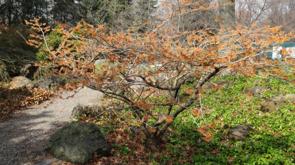 Krzew ozdobny oczar pośredni Jelena, wysoki na około 1,5 m z pomarańczowymi kwiatami, na tle roślinności ogrodowej, obłożony dookoła dużymi kamieniami.