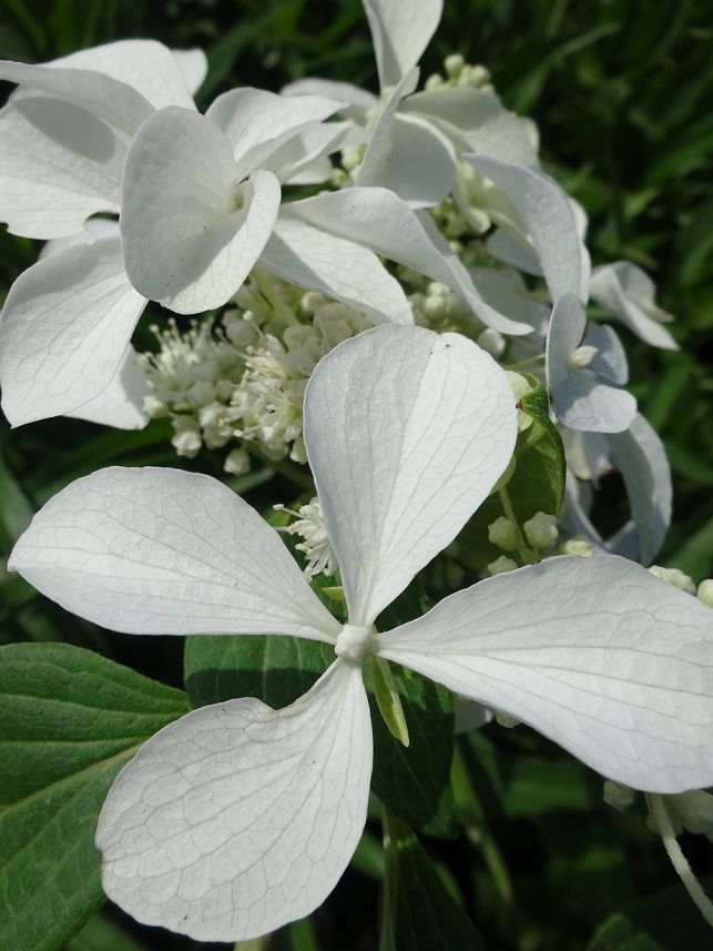 Czteropłatkowy, duży biały kwiat hortensji bukietowej Great Star, na tle innych kwiatów i zielonych liści. 