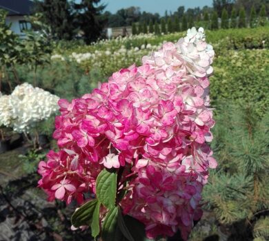 Duży, stożkowaty kwiat hortensji bukietowej Vanille Fraise w kolorze biało-różowym, na tle innej roślinności ogrodowej.