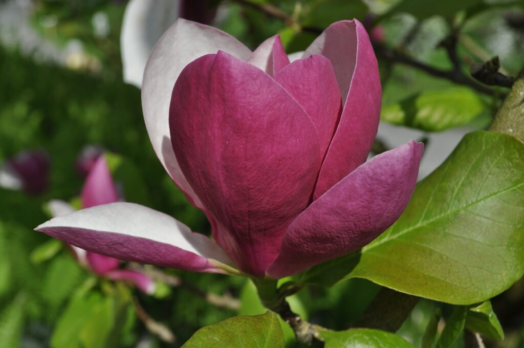 Purpurowy kwiat magnolii BLACK TULIP z bałym środkiem, rozwijający się na tle zieleni.