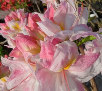 Biało-różowe kwiaty azalii wielkokwiatowej SATOMI na tle innych krzewów ogrodowych.