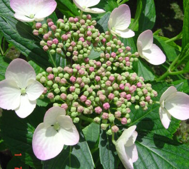Kwitnący kwiatostan hortensji ogrodowej MARIESII GRANDIFLORA. Kwiatostan z ośmioma małymi kwiatami dookoła, w kolorze biało-różowym. Zdjęcie zrobione z bliska, na tle zielonych liści krzewu.