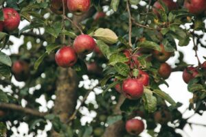 Stare odmiany jabłoni – dlaczego warto je sadzić w ogrodach? Najlepsze stare odmiany jabłoni.
